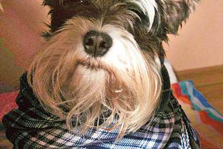 Tofiku! Wróć do mnie