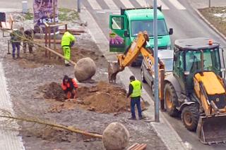 Drzewa powróciły na aleję Bohaterów Warszawy
