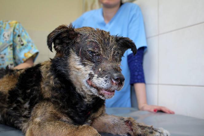 Pies uratowany z pożaru niedaleko Wrocławia szuka domu