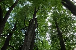 Las Kudra w woj. podlaskim