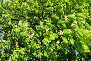 Kasztany zakwitły w połowie kwietnia. Pogodowe szaleństwo! Trzeba będzie przekładać matury?