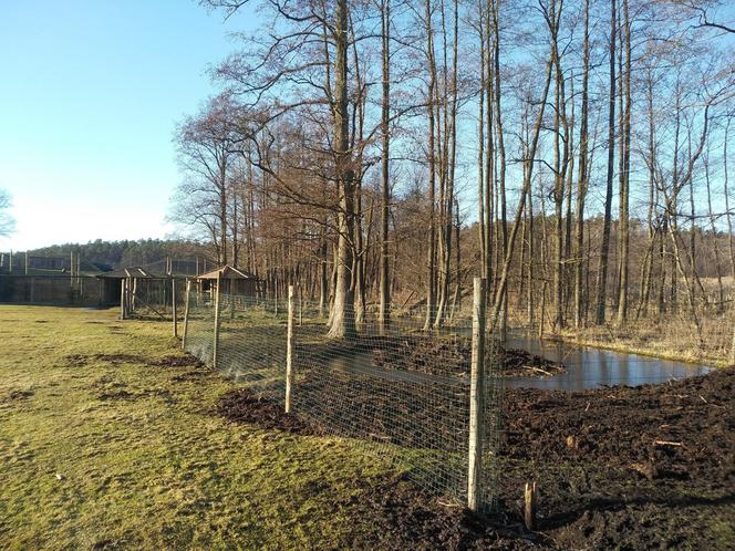 Park Dzikich Zwierząt Kadzidłowo przechodzi metamorfozę