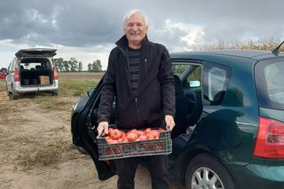 Samozbiory pomidorów na plantacji w Niewirkowie cieszą się powodzeniem
