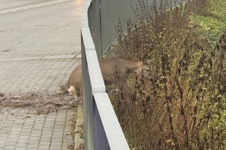 Walczyli o życie sarny uwięzionej w pułapce. Utknęła między metalowymi barierkami