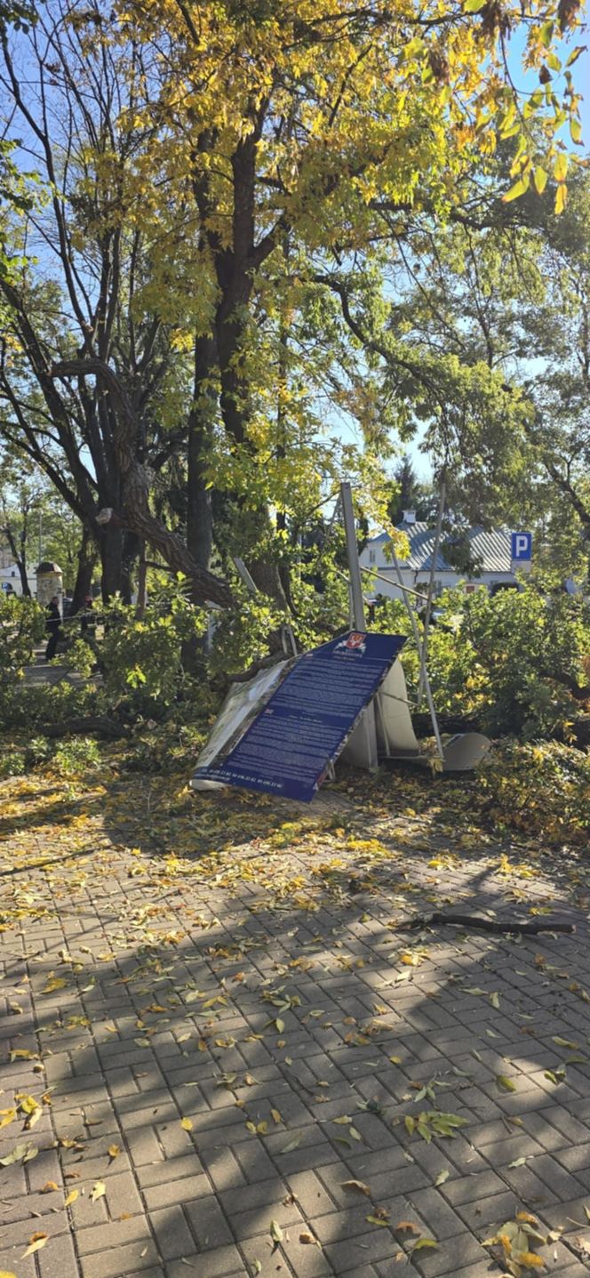 Dąb szypułkowy będący hrubieszowskim pomnikiem przyrody runął na ziemię