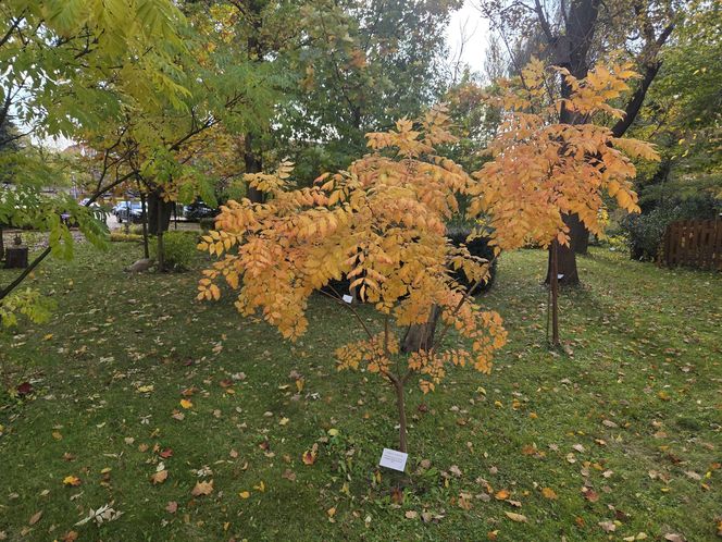 Jesień w Ogrodzie Botanicznym UKW. To ostatnia szansa na spacer wśród złotych liści!
