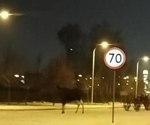 Łosie w środku Białegostoku. Biegały przy Auchan. Doszło do zderzenia