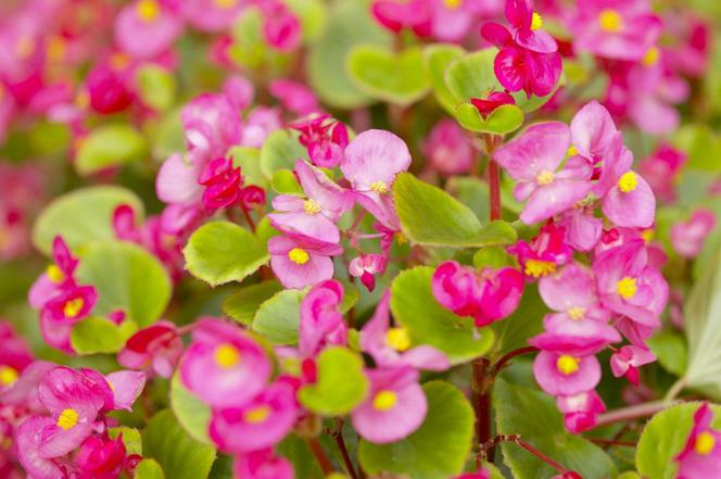 Begonia stale kwitnąca 