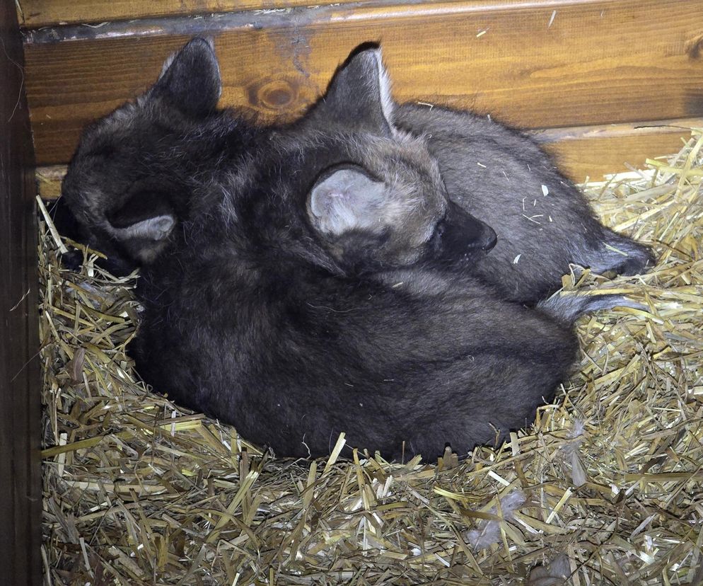 Cud narodzin w ZOO Chorzów. Na świat przyszły trzy wilki grzywiaste