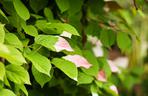 Aktinidia pstrolistna