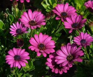 Osteospermum 