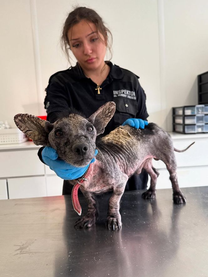 Studentka prawa nie pomogła psu