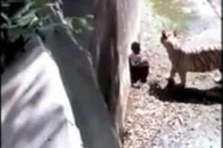 Tygrys pożarł człowieka w zoo! Monitoring pokazał szokujące chwile