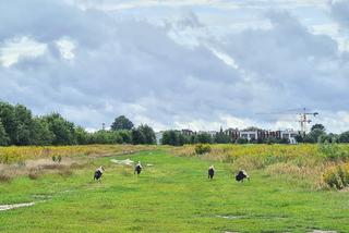Rodzina bocianów na spacerze - warszawska Białołęka