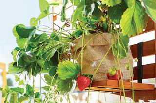 Ogród na balkonie - inspiracje