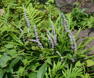 Liriope szafirkowata