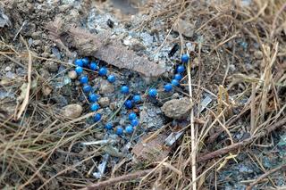 Ksiądz Grzegorz z Sokołowa Podlaskiego zginął w katastrofie autokaru w Chorwacji