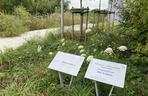 Park i ogrody na dachu w Cogiteonie 