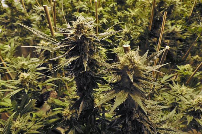 Policja znalazła w lesie przy Szczecińskiej krzaki marihuany. Rośliny zawierają THC