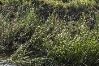 Narzeczona czekała, a Paweł utonął