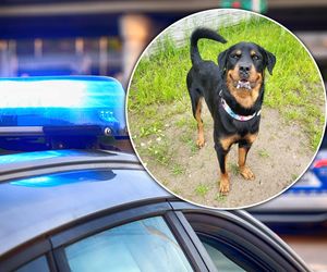Złodziej psów ukradł Lokiego ze schroniska!