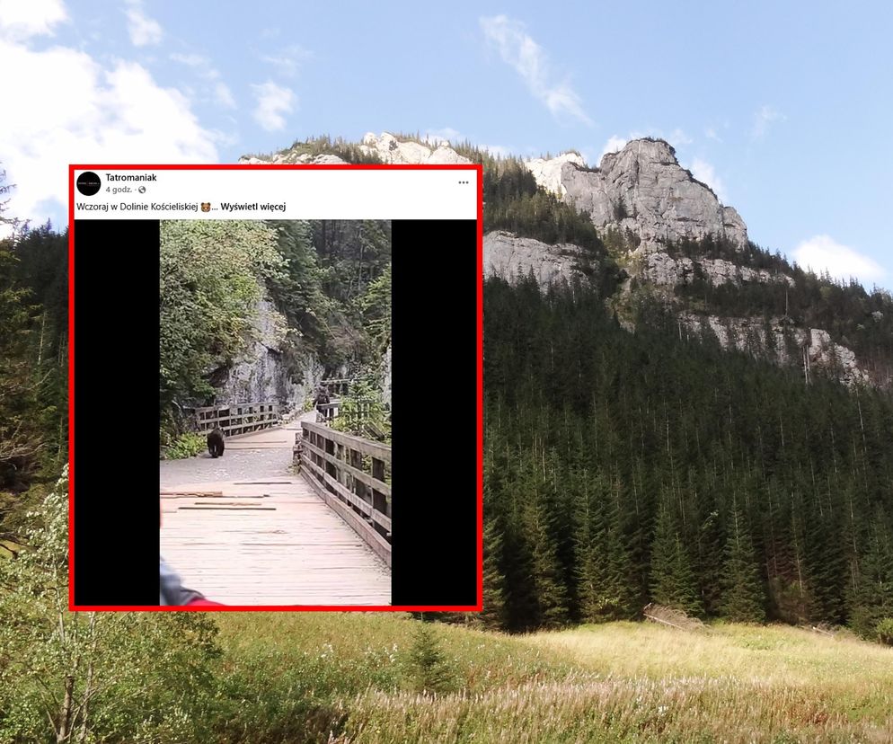 Niebezpieczna sytuacja w Tatrach. Niedźwiedź gonił turystę 
