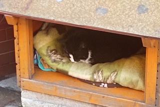 Kot Gacek ze Szczecina