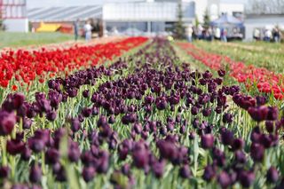 Święto tulipanów 2025. W Polsce, jak w Holandii! Kolorowe Targi Tulipanów w Chrzypsku Wielkim w Wielkopolsce 