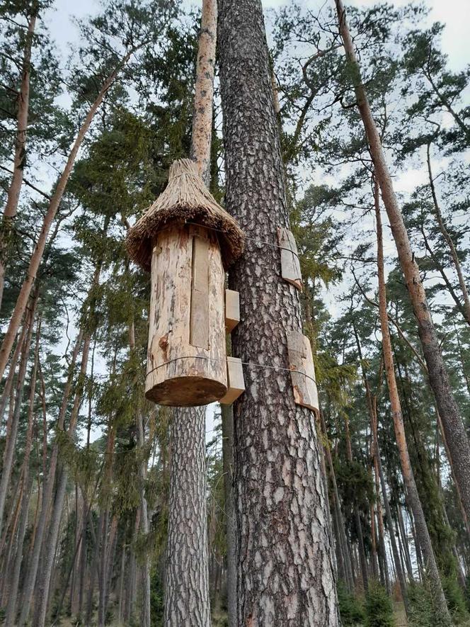 Nowe domki dla pszczół. W Leśnictwie Mendryny zawisły dwie barcie [ZDJĘCIA]