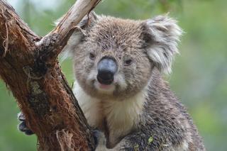 Gdańsk: Chcieli pomóc zwierzętom z Australii, więc adoptowali koalę!