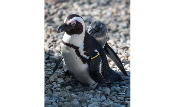 Obecnie stado pingwinów w łódzkim zoo liczy niespełna 30 osobników
