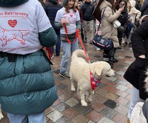 Golden Retriever WOŚP w Poznaniu