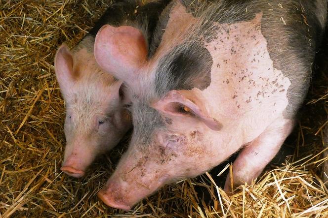  Ceny wieprzowiny idą w górę. Znikają gospodarstwa hodujące świnie, a mięso sprowadzane jest z Niemiec