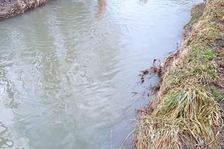 W rzece Tabor znaleziono ciało. Tragiczny finał poszukiwań 48-latka