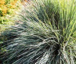 Sesleria jesienna