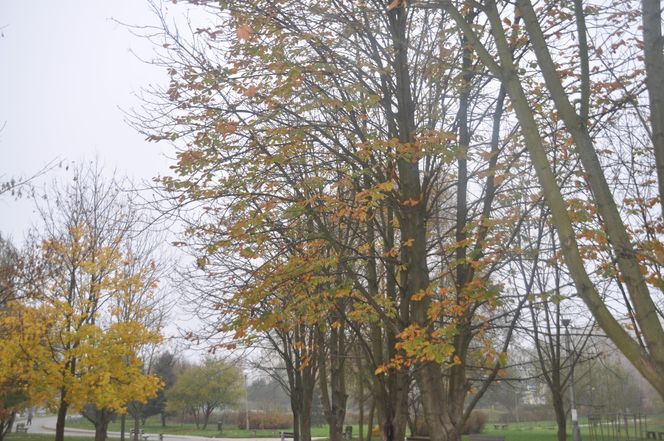 Jesień na Osiedlu Świętokrzyskim i Szydłówku w Kielcach