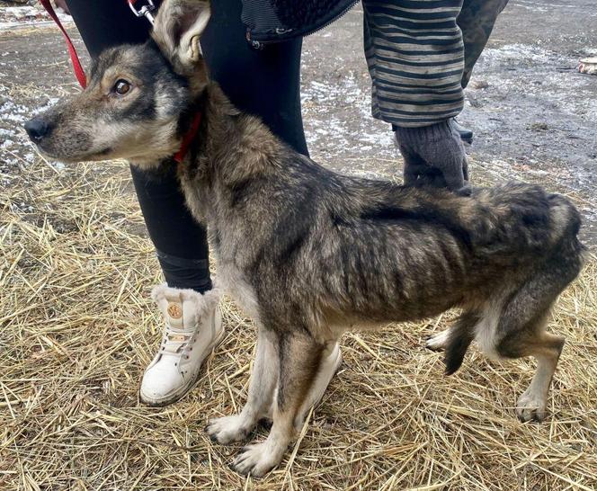 Policjanci z Inowrocławia komentują: Wygląd pieska aż zapiera dech… z rozpaczy [ZDJĘCIA]