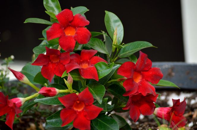 Dipladenia, mandevilla