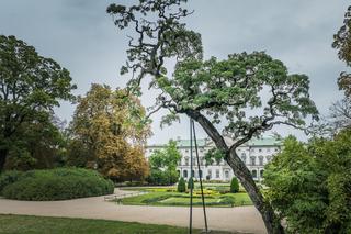 Robinia biała Crispa ze Śródmieścia