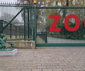 Krakowski smoczy szlak się powiększył. Kolejna figurka stanęła przy wejściu do zoo