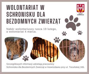Wolontariusze poszukiwani