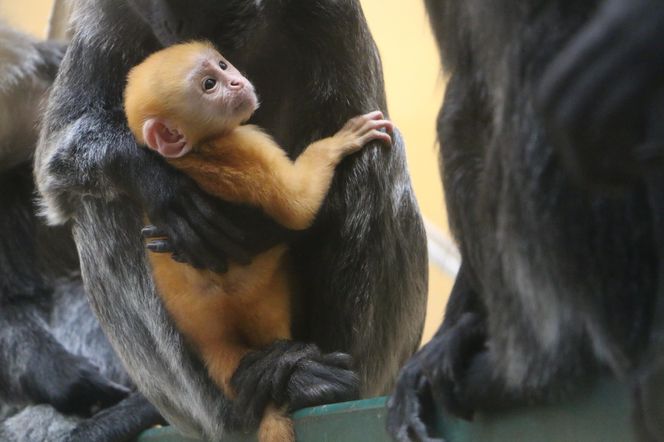 Lutung jawajski w gdańskim zoo