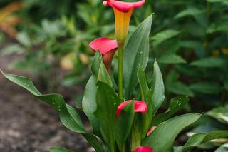 Cantedeskia - Zantedeschia