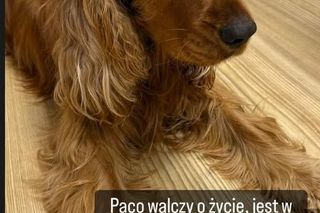 Paco, pies Moniki Richardson