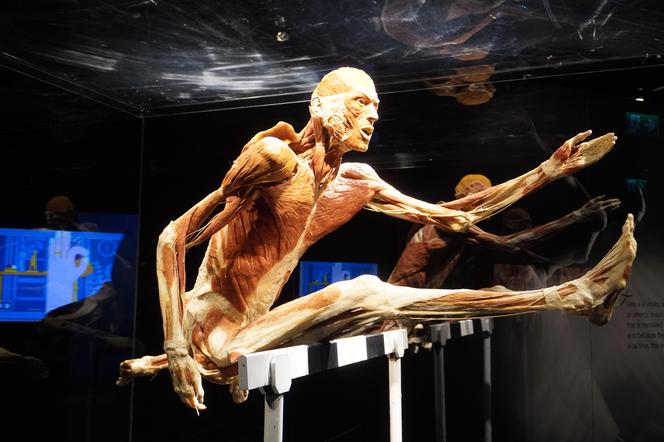 Wystawa z ludzkiego ciała. Body Worlds powróciła do Gdańska po 5 latach 