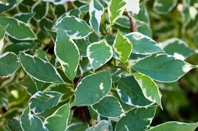 Dereń biały - Cornus alba