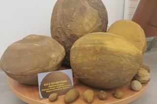 Muzeum Geologiczne US