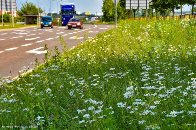 Białystok. Pierwsze łąki już kwitną. W 2020 roku pojawiły się w nowych miejscach