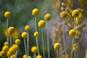 Kraspedia kulista (Craspedia globosa) – ciekawa roślina na rabaty. Uprawa, pielęgnacja i zastosowanie kraspedii