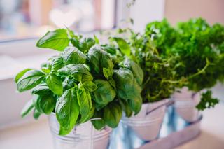 Jak uprawiać zimą w domu zioła w doniczkach? Zimowy ogródek ziołowy na parapecie okna